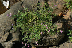 Cyathocline purpurea